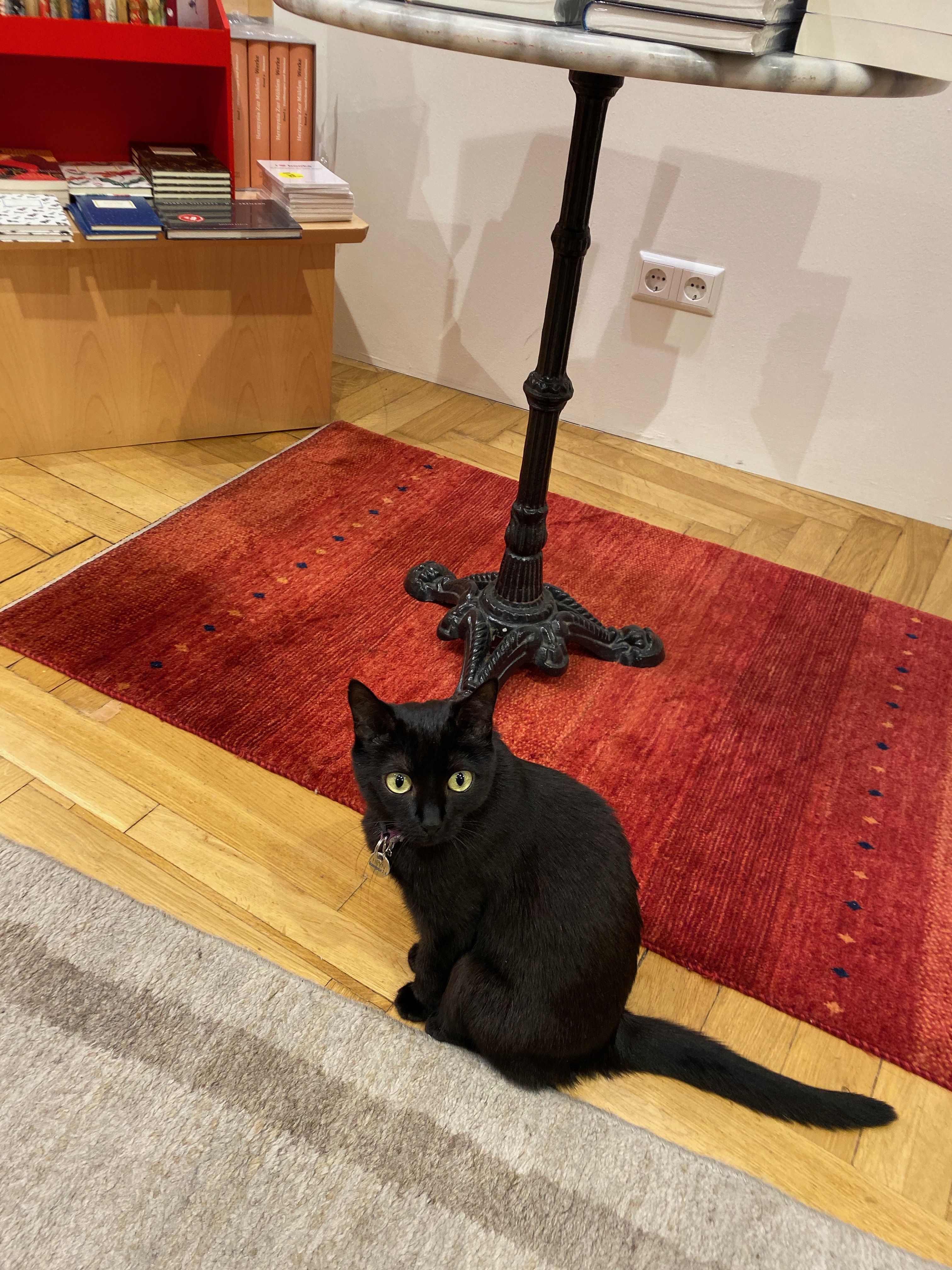 One of two sleek and shiny house panthers patrolling the shelves.